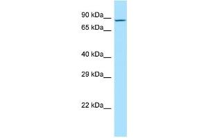 WB Suggested Anti-MDGA2 Antibody Titration: 1. (MDGA2 抗体  (C-Term))