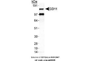 Image no. 2 for anti-Integrin alpha M (ITGAM) (AA 500-600), (Internal Region) antibody (ABIN363555) (CD11b 抗体  (Internal Region))