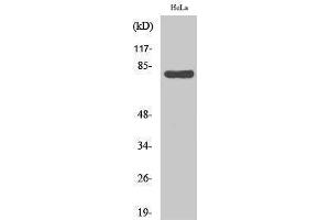Western Blotting (WB) image for anti-Heat Shock 70kDa Protein 5 (Glucose-Regulated Protein, 78kDa) (HSPA5) (C-Term) antibody (ABIN3185100) (GRP78 抗体  (C-Term))