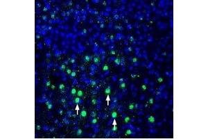 Expression of MANF in rat parietal cortex - Immunohistochemical staining of perfusion-fixed frozen rat brain sections using Anti-MANF/ARMET Antibody (ABIN7043330, ABIN7044787 and ABIN7044788), (1:600), followed by goat anti-rabbit-AlexaFluor-488 secondary antibody. (MANF 抗体  (Mature))