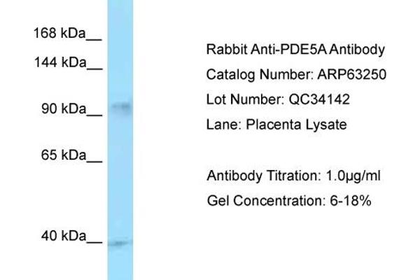 PDE5A 抗体  (C-Term)