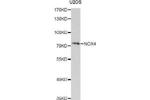 Western blot analysis of extracts of U2OS cells, using NOX4 antibody (ABIN5998369) at 1/1000 dilution. (NADPH Oxidase 4 抗体)