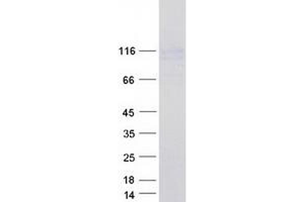 Neuroligin Y Protein (NLGN4Y) (Myc-DYKDDDDK Tag)