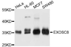 Western blot analysis of extracts of various cell lines, using EXOSC8 antibody. (EXOSC8 抗体  (AA 1-276))