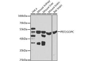 Western blot analysis of extracts of various cell lines, using PIST/PIST/GOPC antibody (ABIN6131713, ABIN6141276, ABIN6141278 and ABIN6223418) at 1:1000 dilution. (GOPC 抗体  (AA 195-454))