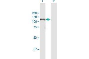 Western Blot analysis of BAHD1 expression in transfected 293T cell line by BAHD1 MaxPab polyclonal antibody. (BAHD1 抗体  (AA 1-780))