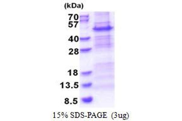 NDUFS2 Protein (AA 77-463) (His tag)