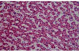 Human Kidney: Formalin-Fixed, Paraffin-Embedded (FFPE) (HYAL2 抗体  (AA 2-12))