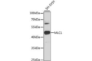 Western blot analysis of extracts of SH-SY5Y cells, using MLC1 antibody (ABIN6134052, ABIN6143872, ABIN6143873 and ABIN6216613) at 1:3000 dilution. (MLC1 抗体  (C-Term))