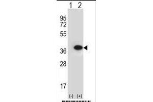 Western blot analysis of ANXA2 (arrow) using rabbit polyclonal ANXA2 Antibody (N-term) (ABIN391619 and ABIN2841538). (Annexin A2 抗体  (N-Term))