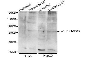 Western blot analysis of extracts of various cell lines, using Phospho-CHEK1-S345 antibody (ABIN5995617). (CHEK1 抗体  (pSer345))