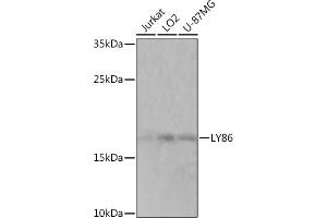 Western blot analysis of extracts of various cell lines, using LY86 Rabbit pAb (ABIN7268316) at 1:1000 dilution. (LY86 抗体  (AA 50-150))