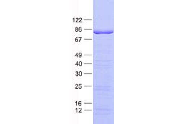 TCF12 Protein (His tag)