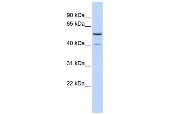 METT5D1 抗体  (N-Term)