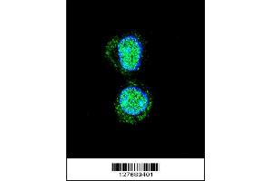 Confocal immunofluorescent analysis of HOXA10 Antibody with HepG2 cell followed by Alexa Fluor 488-conjugated goat anti-rabbit lgG (green). (HOXA10 抗体  (AA 244-271))