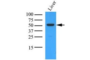 Western Blotting (WB) image for anti-Ornithine Aminotransferase (OAT) (AA 33-439) antibody (ABIN487353) (OAT 抗体  (AA 33-439))