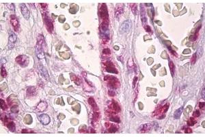 Anti-Histone H2A antibody IHC staining of human placenta. (Histone H2A 抗体  (AA 1-50))