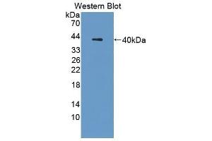 Western Blotting (WB) image for anti-Cathepsin L1 (CTSL1) (AA 18-113) antibody (ABIN1172737) (Cathepsin L 抗体  (AA 18-113))