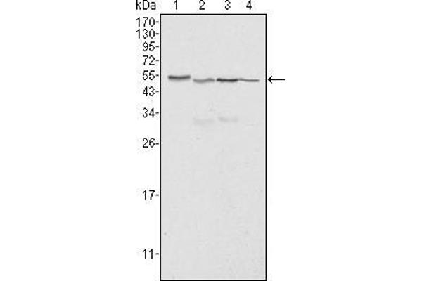 Calreticulin 抗体