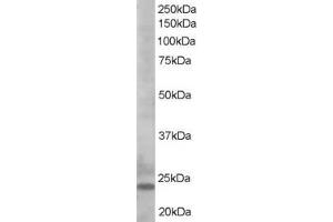 ABIN185253 staining (0. (BIM 抗体  (C-Term))