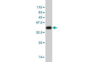 Western Blotting (WB) image for anti-Cytohesin 2 (CYTH2) (AA 314-398) antibody (ABIN564002)