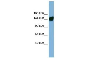 AASDH antibody used at 1 ug/ml to detect target protein. (AASDH 抗体  (Middle Region))