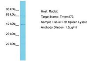 Image no. 1 for anti-Transmembrane Protein 173 (TMEM173) (AA 268-317) antibody (ABIN6750406) (STING/TMEM173 抗体  (AA 268-317))