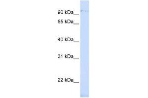 ZNF598 antibody used at 0. (ZNF598 抗体  (Middle Region))