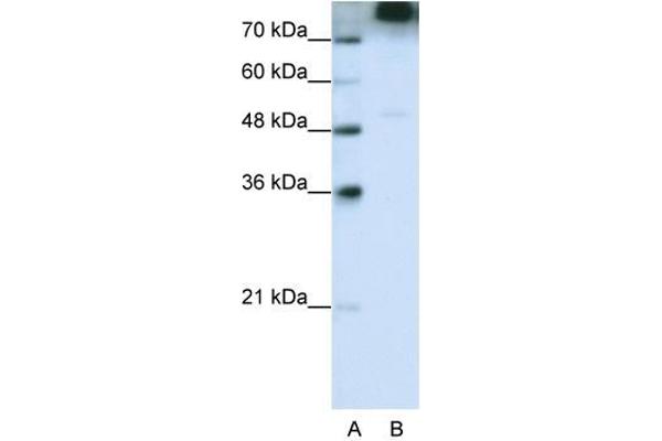 EIF3B 抗体  (C-Term)