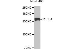 Western blot analysis of extracts of NCI-H460 cells, using PLCB1 antibody (ABIN5971022) at 1/1000 dilution. (Phospholipase C beta 1 抗体)