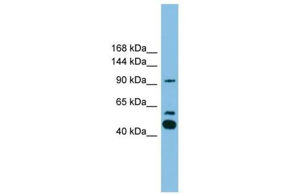 PLA2G4E 抗体  (C-Term)