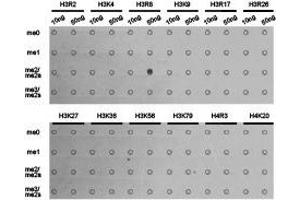 Western Blotting (WB) image for anti-Histone 3 (H3) (H3R8me2a) antibody (ABIN1873016) (Histone 3 抗体  (H3R8me2a))