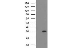 Image no. 1 for anti-Polymerase (RNA) II (DNA Directed) Polypeptide E, 25kDa (POLR2E) antibody (ABIN1500336) (POLR2E 抗体)