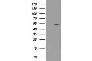 Image no. 1 for anti-Protein Arginine Methyltransferase 2 (PRMT2) antibody (ABIN1500422) (PRMT2 抗体)