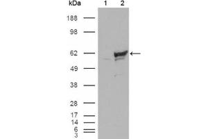 Western Blotting (WB) image for anti-Checkpoint Kinase 1 (CHEK1) antibody (ABIN1843153) (CHEK1 抗体)