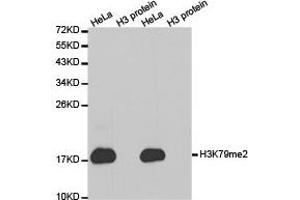 Western Blotting (WB) image for anti-Histone 3 (H3) (H3K79me2) antibody (ABIN1873007) (Histone 3 抗体  (H3K79me2))