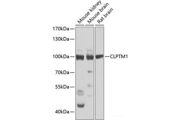 CLPTM1 抗体