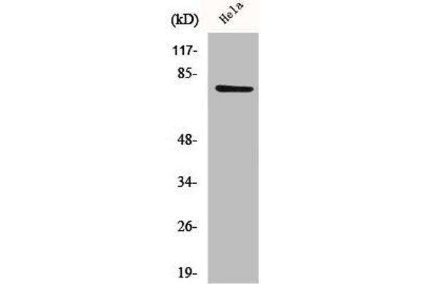 CEP78 抗体  (Internal Region)