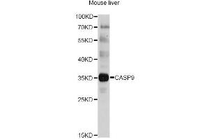 Western blot analysis of extracts of mouse liver, using CASP9 antibody. (Caspase 9 抗体)