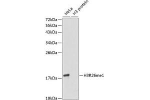 Western blot analysis of extracts of various cell lines, using MonoMethyl-Histone H3-R26 antibody (ABIN3017500, ABIN3017501, ABIN3017502 and ABIN6220121). (Histone 3 抗体  (H3R26me))