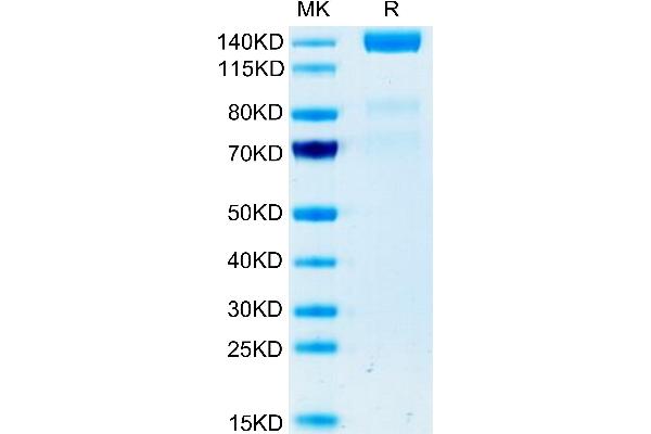 FLT4 Protein (AA 25-776) (Fc Tag)