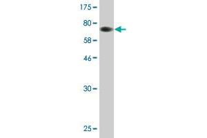 Western Blot detection against Immunogen (74. (INPP5K 抗体  (AA 1-448))