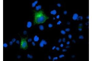 Anti-FOLH1 mouse monoclonal antibody (ABIN2455794) immunofluorescent staining of COS7 cells transiently transfected by pCMV6-ENTRY FOLH1 (RC218310). (PSMA 抗体)