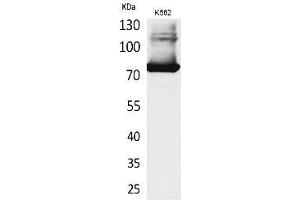 Western Blot analysis of K562 cells using Transferrin Polyclonal Antibody. (Transferrin 抗体  (C-Term))