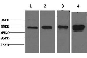 Western Blot analysis of 1) Hela, 2) 293T, 3) 3T3, 4) PC-12 cells using AMPK alpha1 Monoclonal Antibody at dilution of 1:2000. (PRKAA1 抗体)