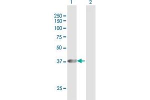 Western Blot analysis of PECI expression in transfected 293T cell line by PECI MaxPab polyclonal antibody. (PECI/ECI2 抗体  (AA 1-364))