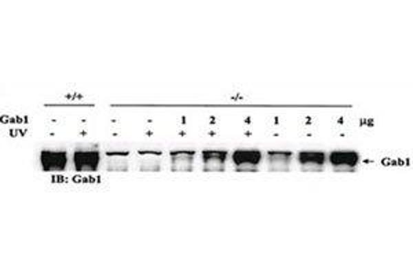GAB1 抗体