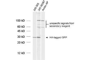 Western Blotting (WB) image for anti-HA-Tag (AA 98-108) antibody (ABIN1742498) (HA-Tag 抗体  (AA 98-108))