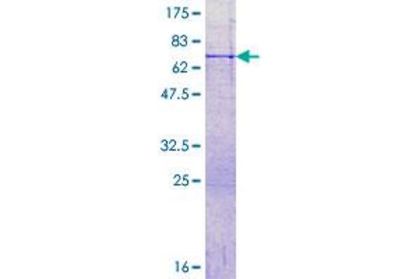 PTGES2 Protein (AA 1-377) (GST tag)