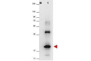 Image no. 1 for anti-Interleukin 32 (IL32) (Isoform 4) antibody (ABIN401103) (IL32 抗体  (Isoform 4))